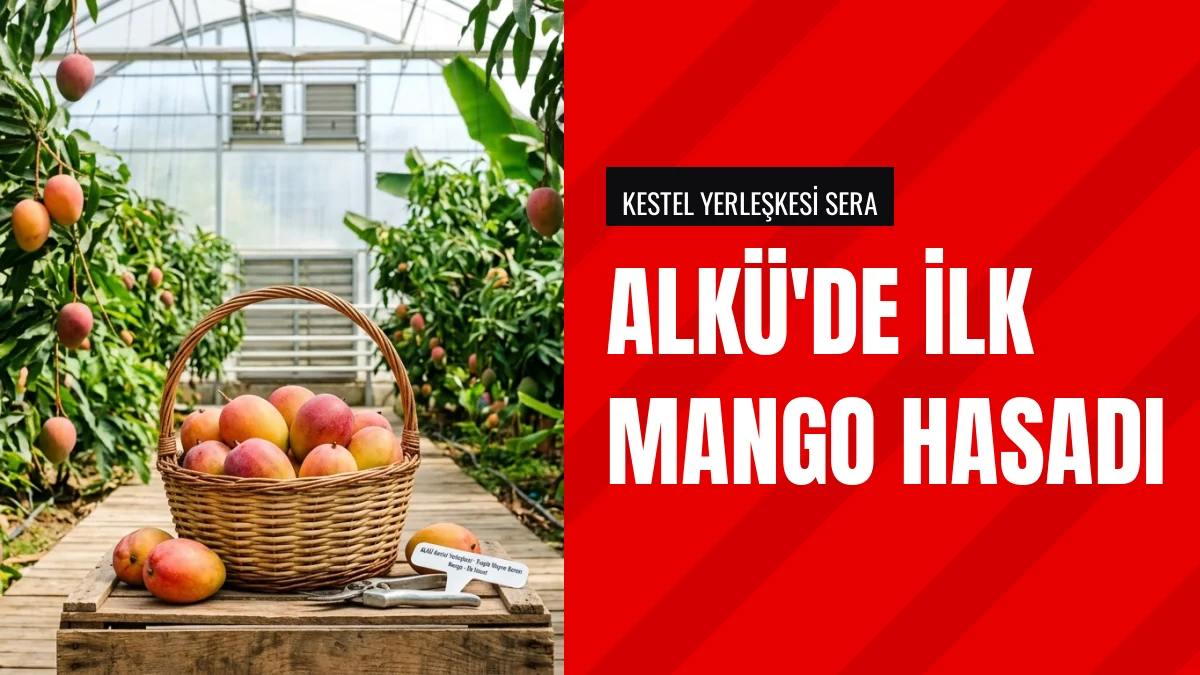 ALKÜ Serasında Üretilen Mangoların İlk Hasadı Gerçekleştirildi